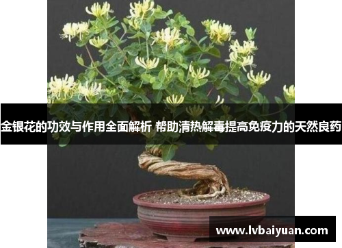 金银花的功效与作用全面解析 帮助清热解毒提高免疫力的天然良药