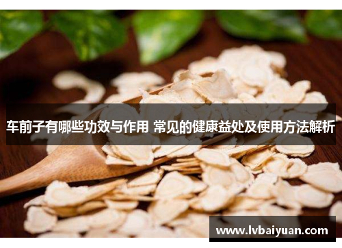 车前子有哪些功效与作用 常见的健康益处及使用方法解析 车前子有哪些功效与作用 常见的健康益处及使用方法解析